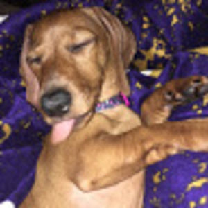 Meet your Posher, Lucy lou